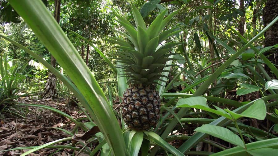 Zanzibar: Spice Farm Tour with Traditional Cooking Lesson - Guides, group size, and accessibility