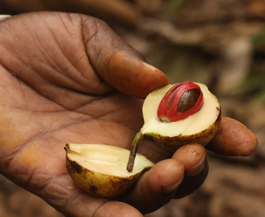 Zanzibar Spice Tour - Key points to know before booking