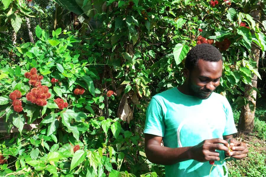 Zanzibar: Stone Town City Tour and Spice Farm with Lunch - Palace Museum and House of Wonders