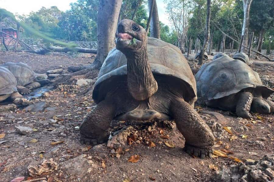 Zanzibar: Stone Town Guided Tour with Prison Island - Prison Island and the giant tortoise sanctuary