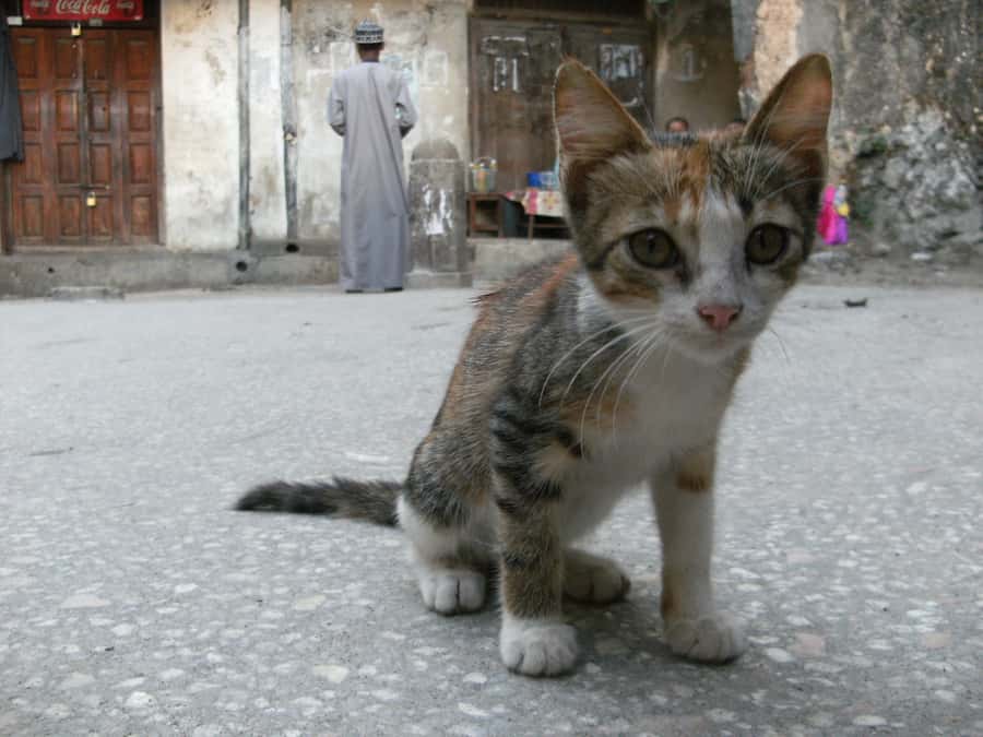 Zanzibar: Stone Town & Spice Farm Tour with Lunch - What makes the organic spice farm worthwhile