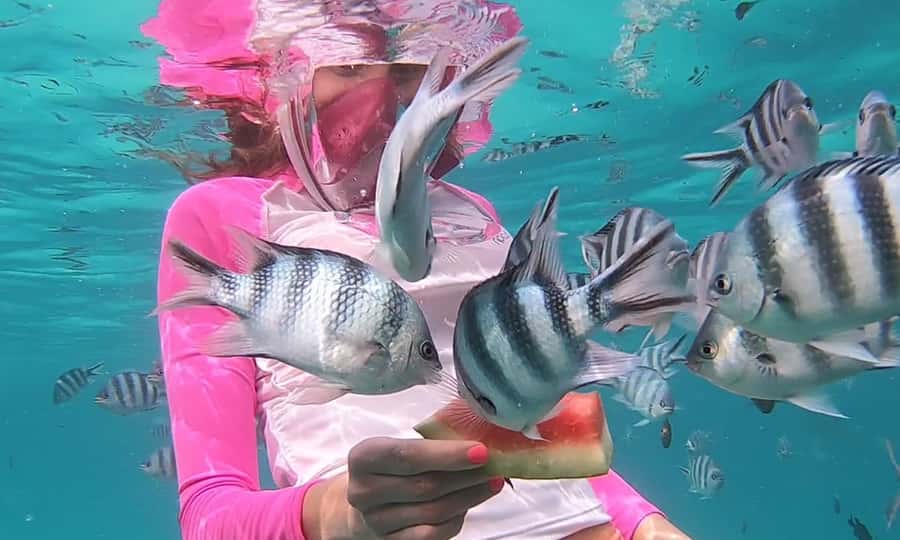 Zanzibar : Swim with dolphin + Snorkel mnemba coral Reef - Key points before you book