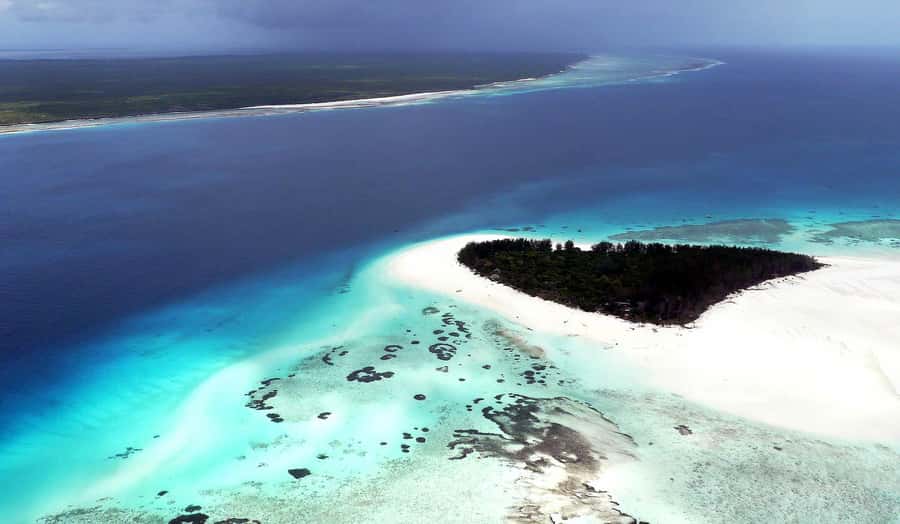 Zanzibar : Swim with dolphin + Snorkel mnemba coral Reef - Fruit on the boat and a noon return