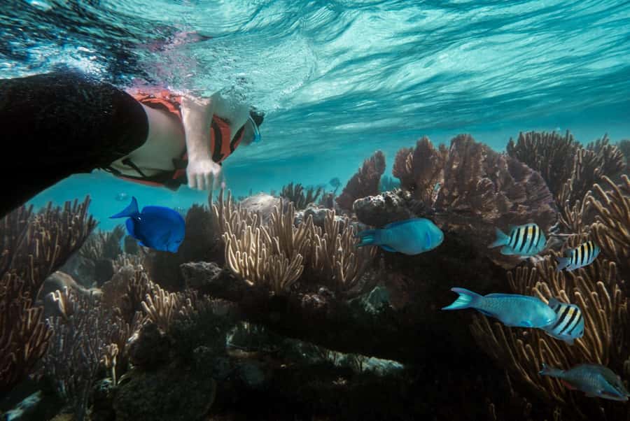 Zanzibar : Swim with dolphin + Snorkel mnemba coral Reef - Leaving Nungwi at about 8:15 am