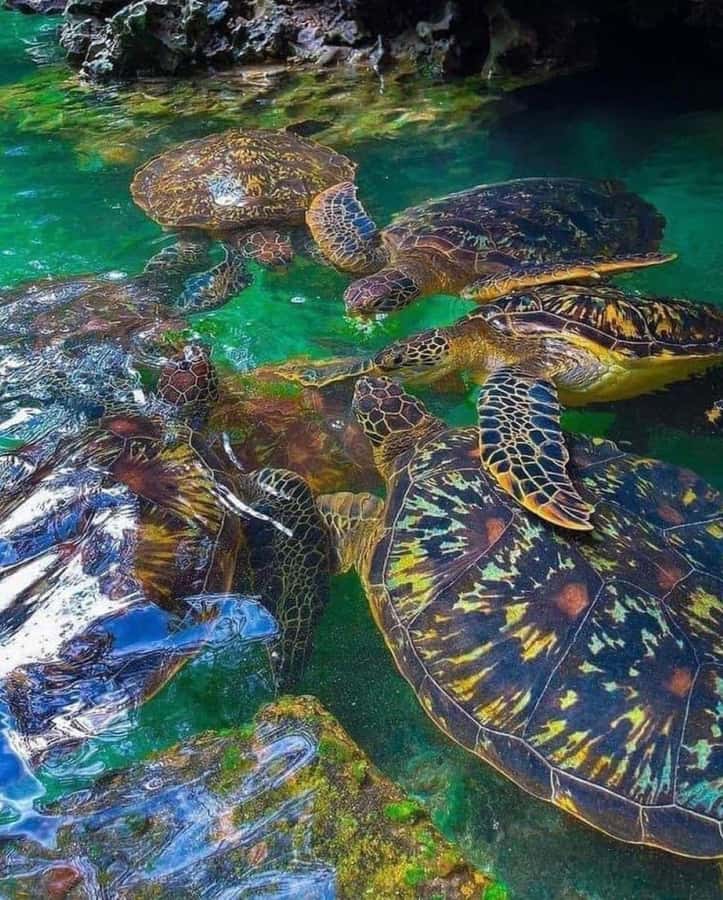 Zanzibar: Swim with Sea Turtles at Baraka or Salaam Aquarium - Key points to know before booking