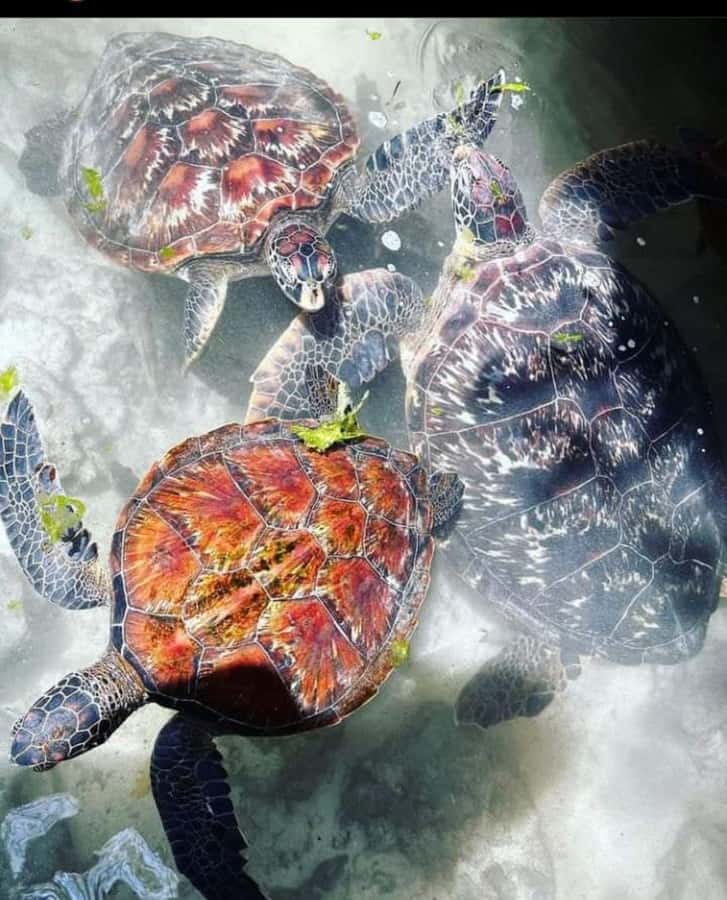 Zanzibar: Swim with Sea Turtles at Baraka or Salaam Aquarium - Choosing between Baraka Aquarium and Salaam Aquarium