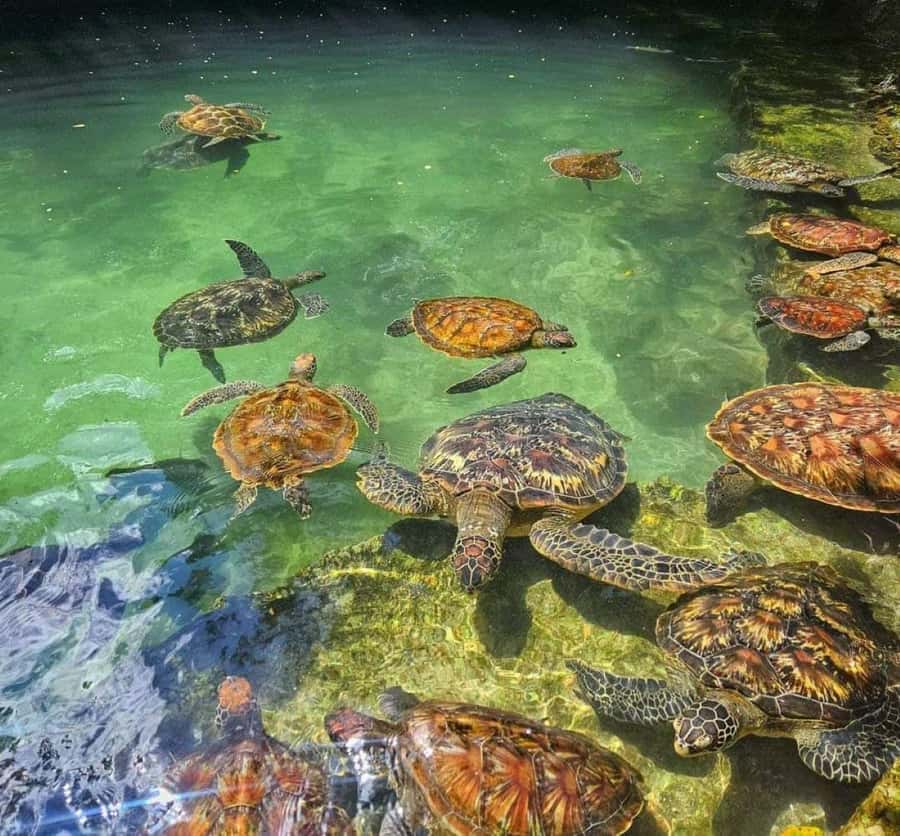 Zanzibar: Swim with Sea Turtles at Baraka or Salaam Aquarium - Arriving at Baraka or Salaam Aquarium