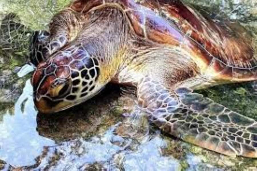 Zanzibar: Swim with Sea Turtles at Baraka or Salaam Aquarium - What the turtle swim is like