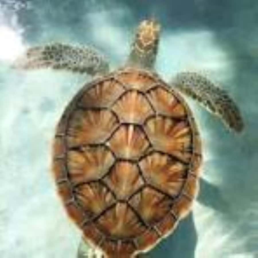 Zanzibar: Swim with Sea Turtles at Baraka or Salaam Aquarium - Why going early can change the visit