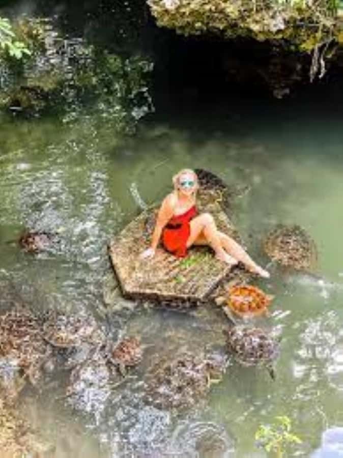Zanzibar: Swim with Sea Turtles at Baraka or Salaam Aquarium - The ethical side of touching and feeding turtles
