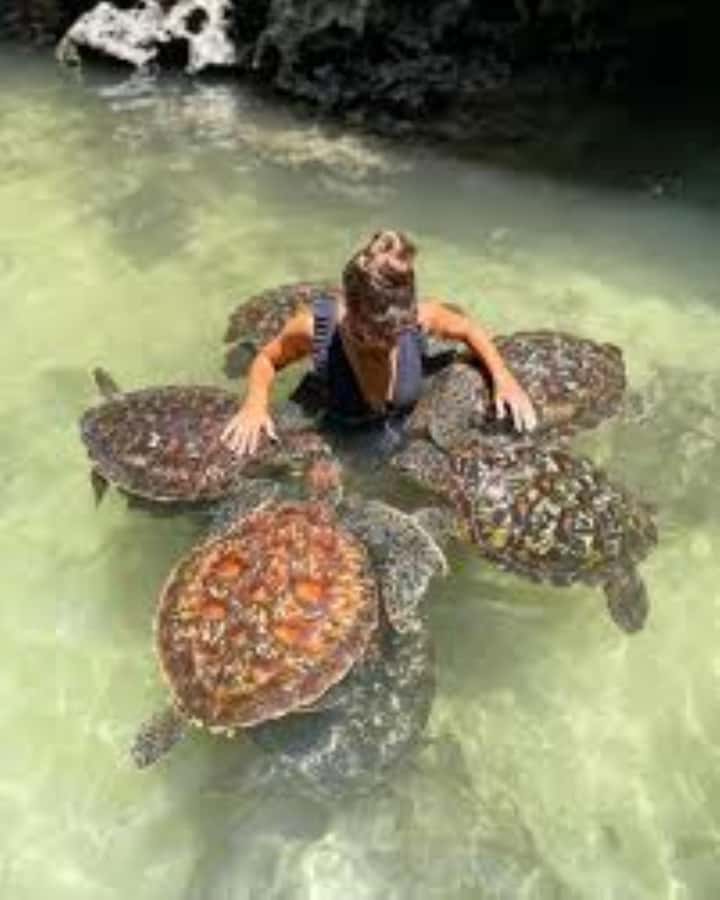 Zanzibar: Swim with Sea Turtles at Baraka or Salaam Aquarium - Who will enjoy this outing most