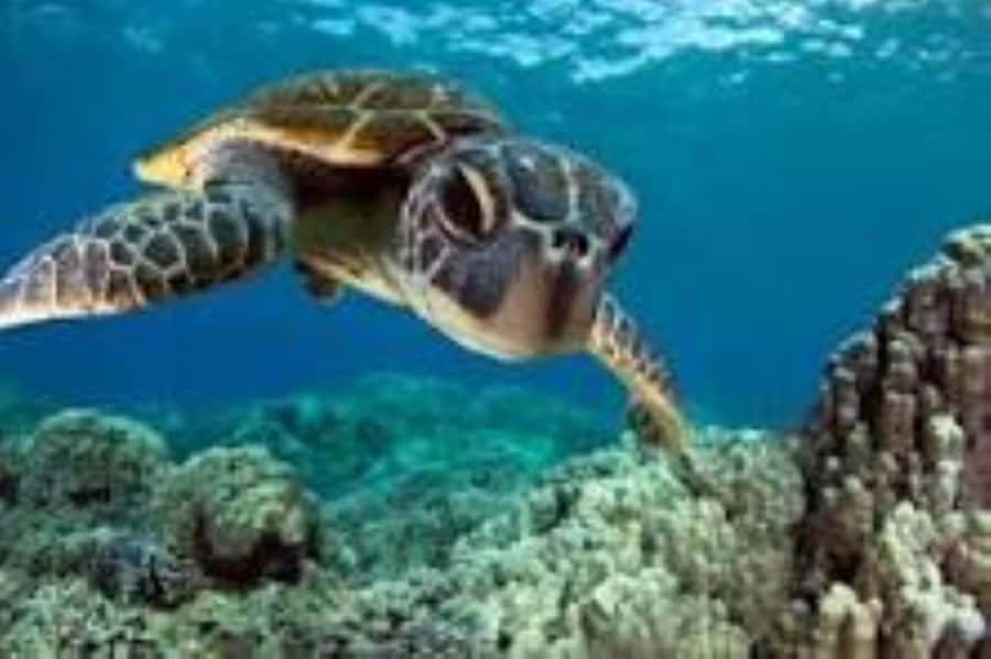 Zanzibar: Swim with Sea Turtles at Baraka or Salaam Aquarium - Hotel pickup and the ride to the turtles