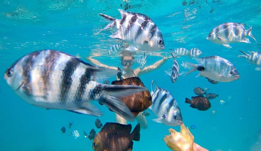 Zanzibar Swimming with Dolphins and snorkeling - Key points to know before you book