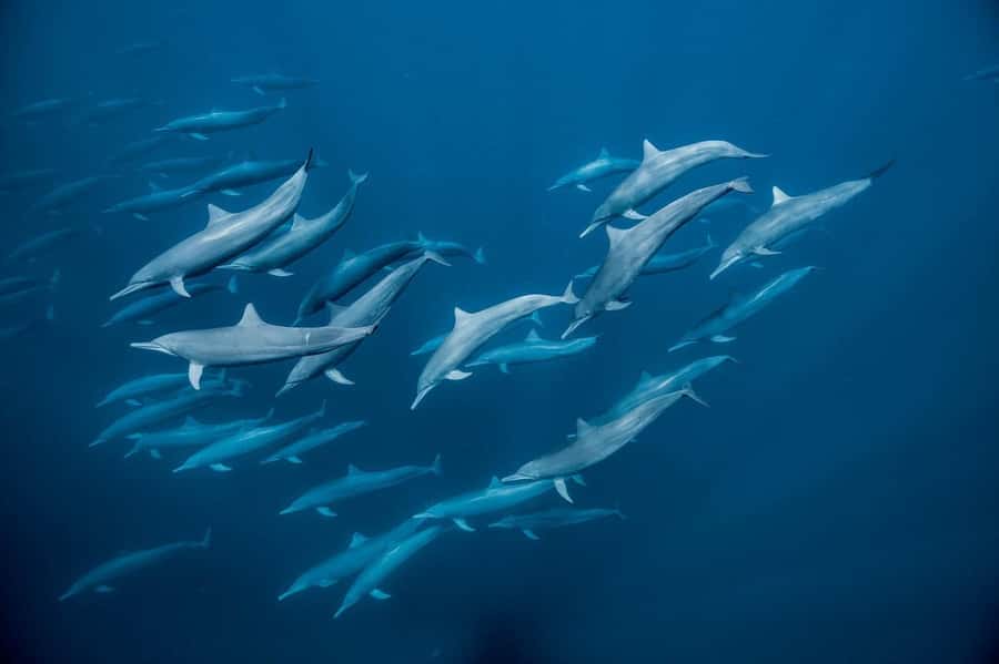 Zanzibar Swimming with Dolphins and snorkeling - What the Kizimkazi morning is really about