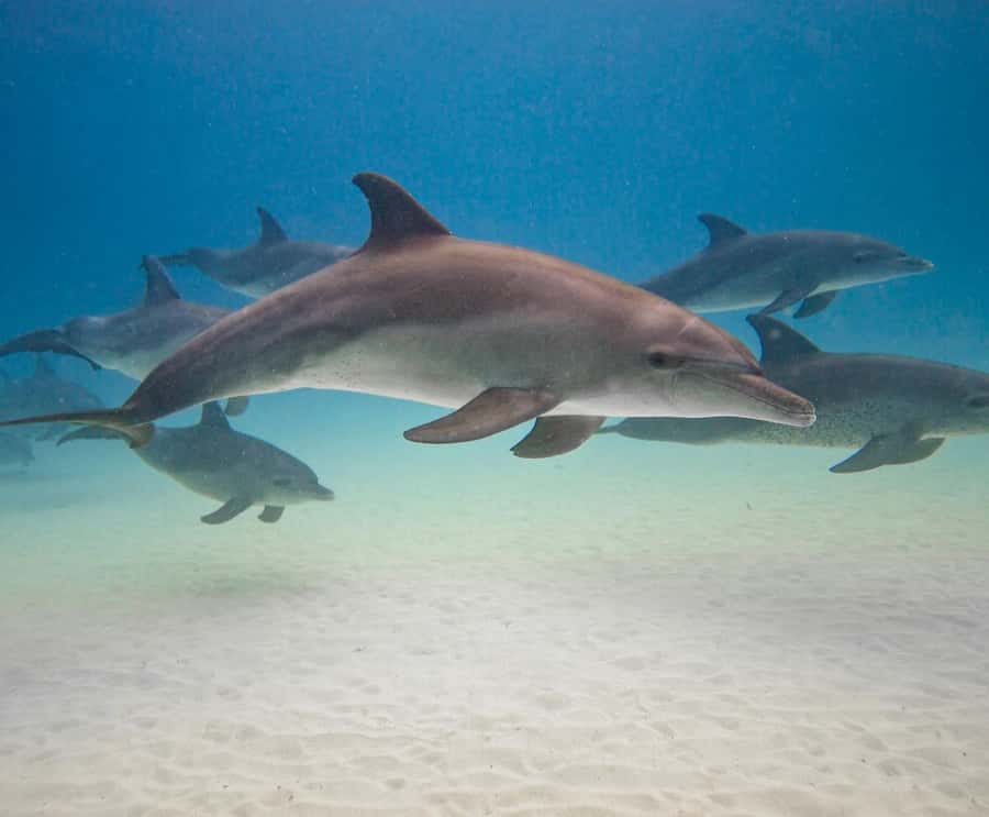 Zanzibar Swimming with Dolphins and snorkeling - Guides, language, and the private-group promise
