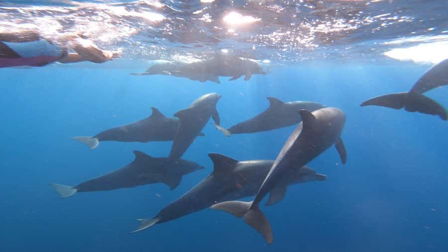 Zanzibar Swimming with Dolphins and snorkeling - Practical advice for a smoother morning