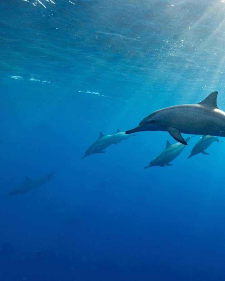 Zanzibar Swimming with Dolphins and snorkeling - Who will enjoy this trip most?