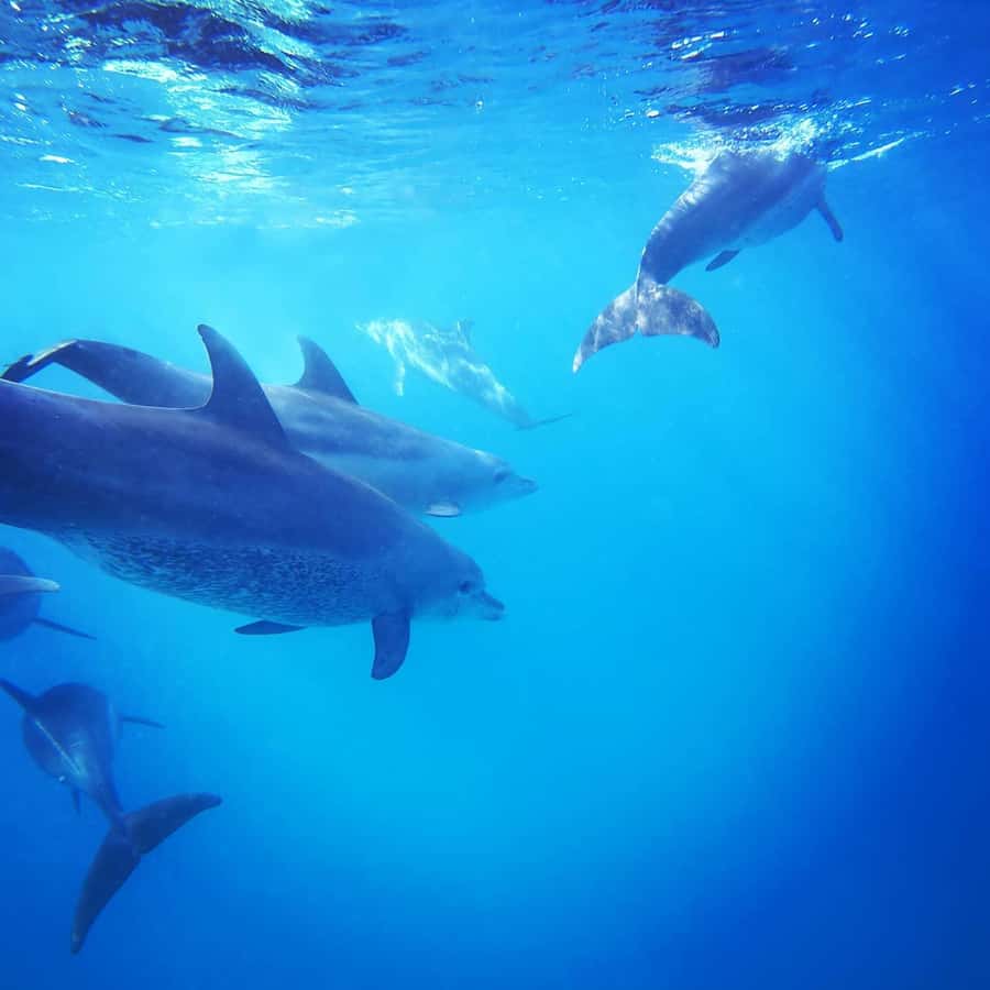 Zanzibar Swimming with Dolphins and snorkeling - Should you book the Kizimkazi dolphin and snorkeling tour?