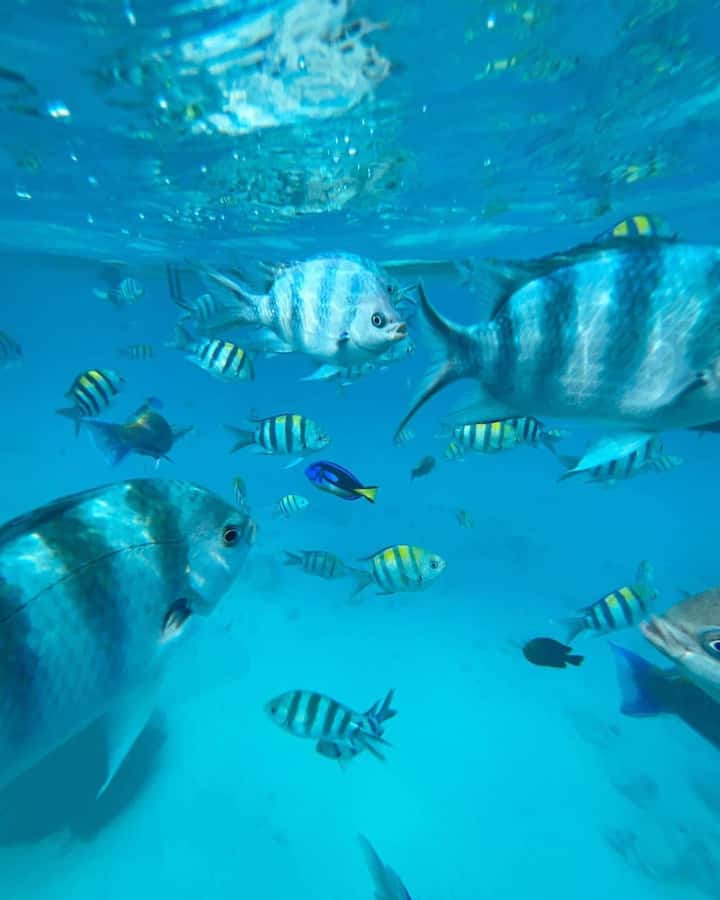 Zanzibar Swimming with Dolphins and snorkeling - Early pickup and the ride from your hotel