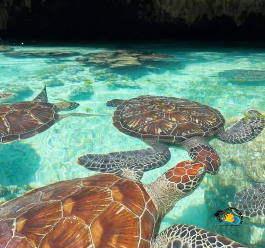 Zanzibar: Swimming with Turtles at Salaam Cave Aquarium - The ride to Kizimkazi takes real time