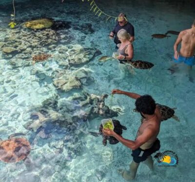 Swimming with Turtles at Salaam Cave Aquarium