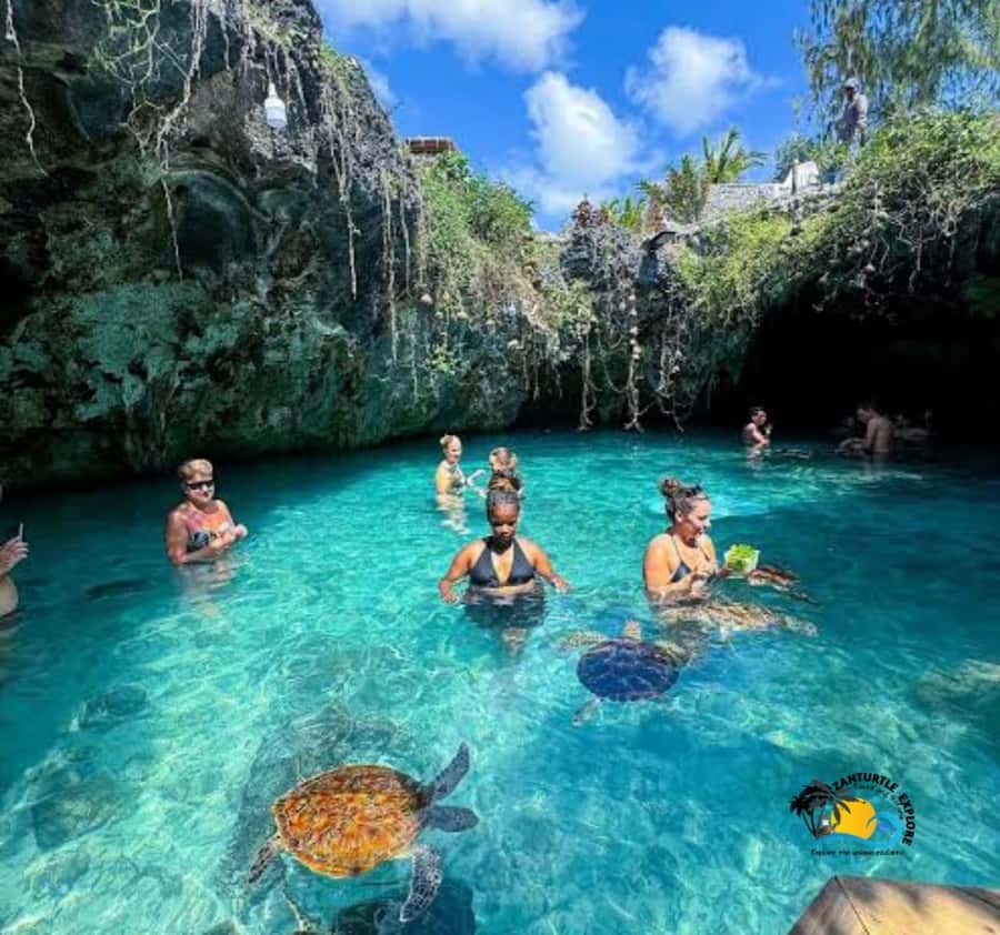 Zanzibar: Swimming with Turtles at Salaam Cave Aquarium - Who will enjoy this experience most