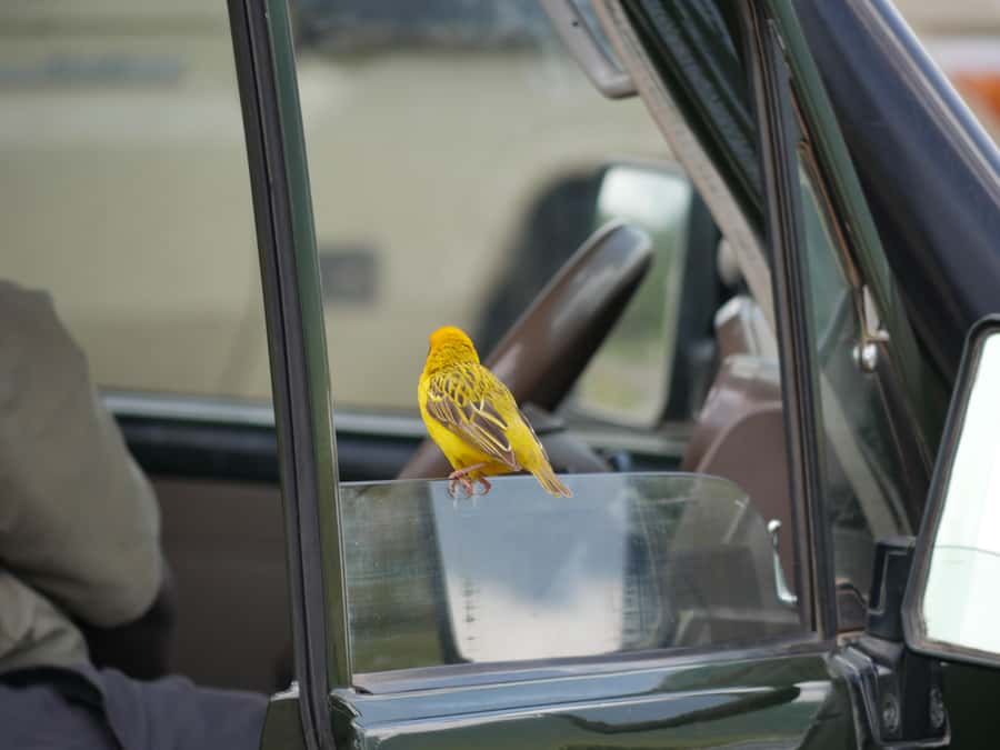 Zanzibar: The 2 Days & 3 Safari Nyerere National park/Selous - Why Nyerere works well from Zanzibar