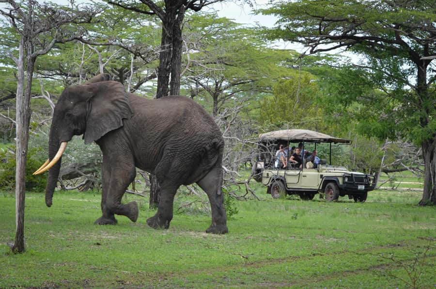Zanzibar: The 2 Days & 3 Safari Nyerere National park/Selous - One night at Selous Safari Lodge