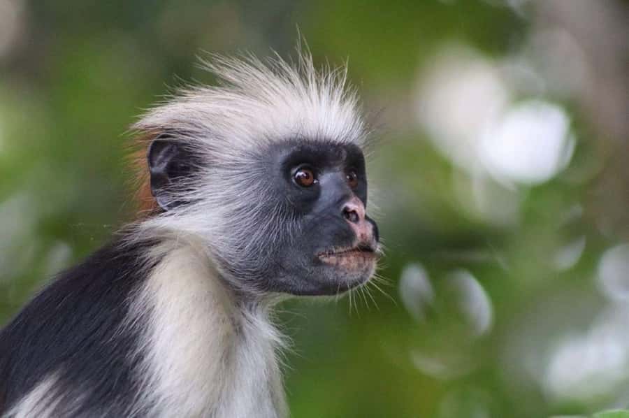 Zanzibar: The Rock Restaurant, Jozani Forest, Salaam Cave - Key points at a glance