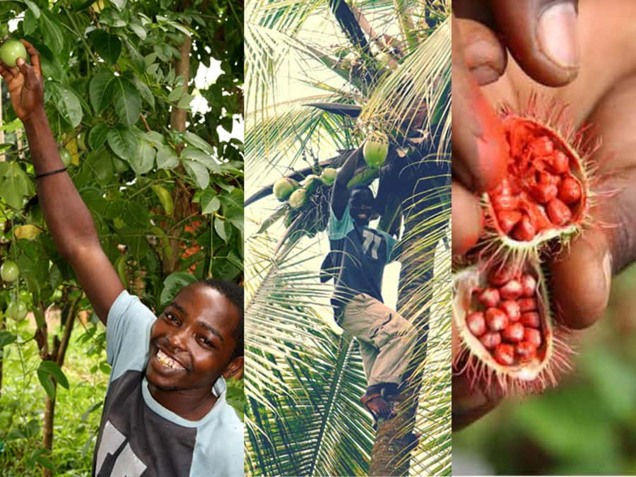 Zanzibar: The Swahili Spice Experience - Spice Tour + Culinary Journey - Transport from Stone Town and the self-drive choice