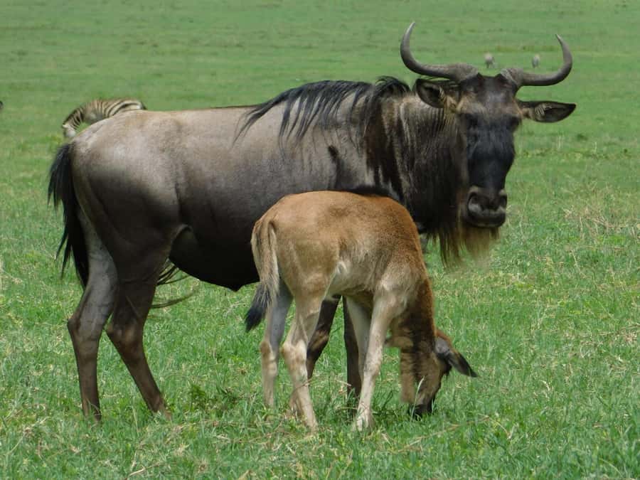Zanzibar to the Plains: The 3-Day Ndutu Migration Experience - Key details at a glance