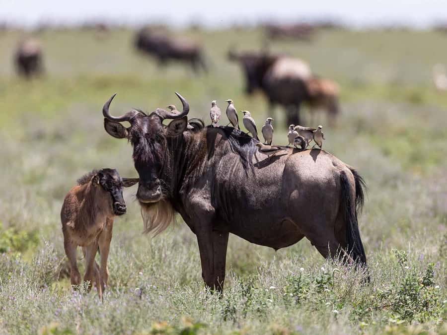 Zanzibar to the Plains: The 3-Day Ndutu Migration Experience - Why Ndutu calving season is worth the trip