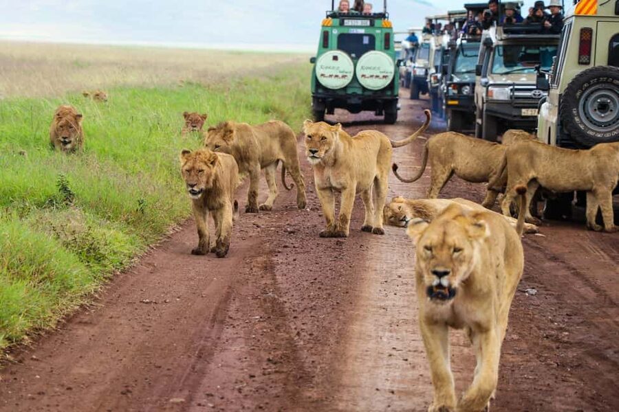 Zanzibar to the Plains: The 3-Day Ndutu Migration Experience - What the $2,350 price really covers