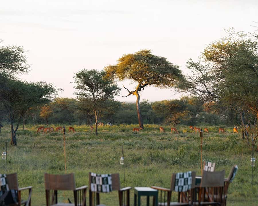 Zanzibar to the Plains: The 3-Day Ndutu Migration Experience - Who will get the most from this safari