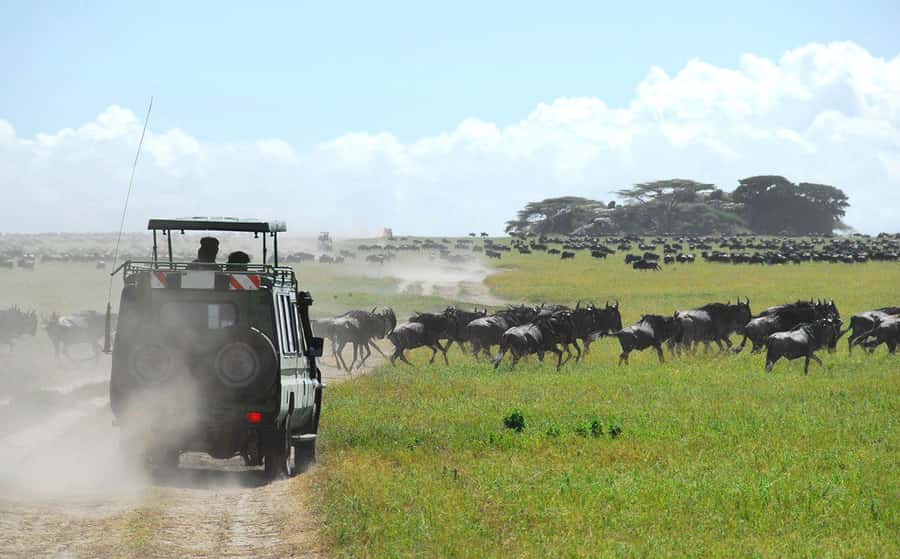 Zanzibar to the Plains: The 3-Day Ndutu Migration Experience - From Zanzibar to Arusha, then toward Ndutu