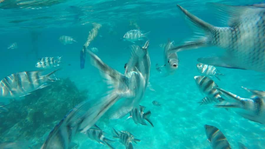 Zanzibar: Tumbatu Island Private Snorkeling Adventure Tour - Reaching Fukuchani from northern Zanzibar