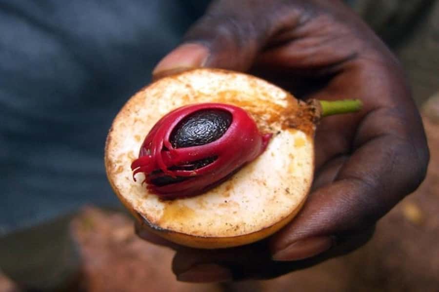 Zanzibar: Walking Spice Tours with Guide - From Stone Town to Tangawizi Spice Farm