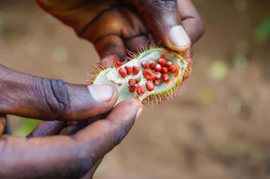 Zanzibar: Walking Spice Tours with Guide - Smells and tastes make the farm memorable