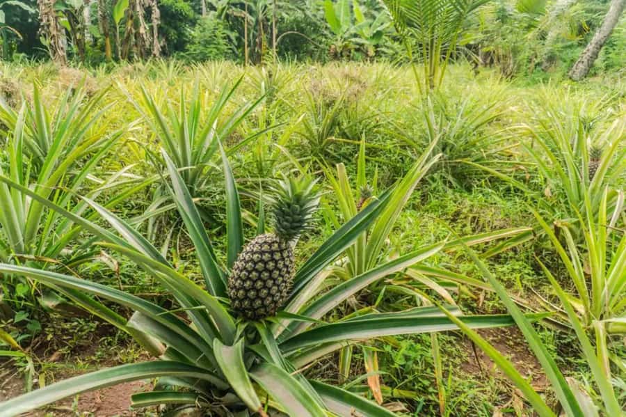 Zanzibar: Walking Spice Tours with Guide - A walking lesson among Zanzibar’s spice plants