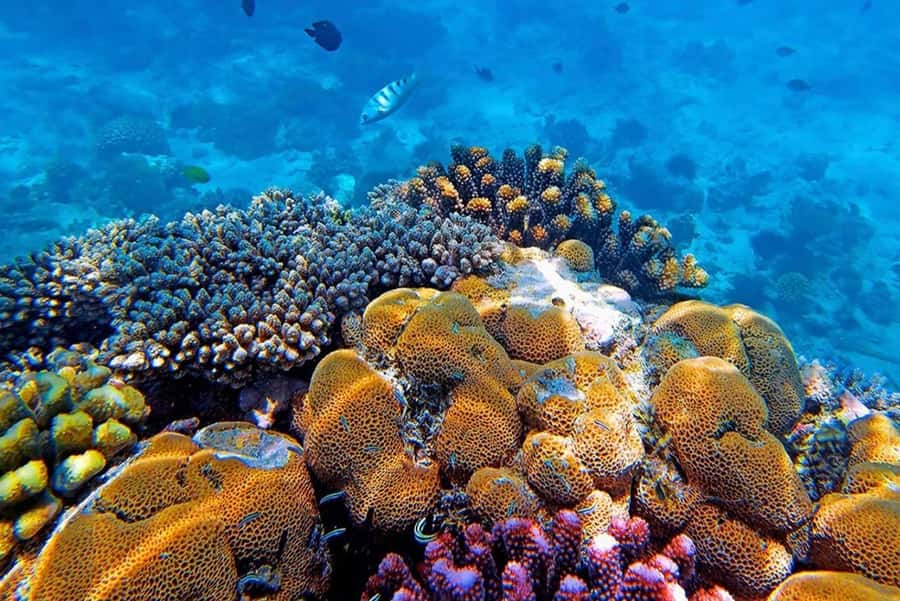 ZNZ: Dolphin Tour at Mnemba, Lagoon Aquarium & Kendwa Beach. - What the $80 price really covers