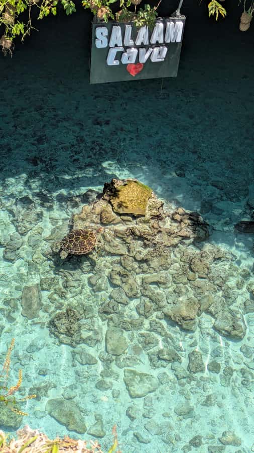 ZNZ: Dolphin Tour at Mnemba, Lagoon Aquarium & Kendwa Beach. - Nungwi’s Lagoon Aquarium and the turtle encounter