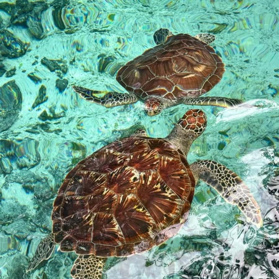 ZNZ: Dolphin Tour at Mnemba, Lagoon Aquarium & Kendwa Beach. - Who will enjoy this tour most